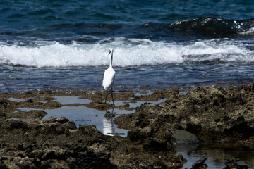 seagull on the beach