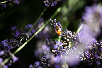Bee on lavender3