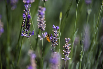 Bee on lavender2