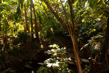 Naklejka premium Biodiversidad y ambiente en la zona de Morelos Mexico las estacas vegetacion natural