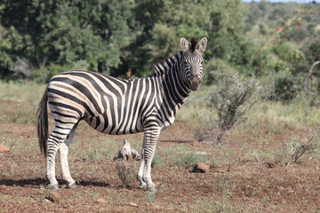 Obraz na płótnie Canvas Steppenzebra / Burchell's Zebra / Equus burchellii