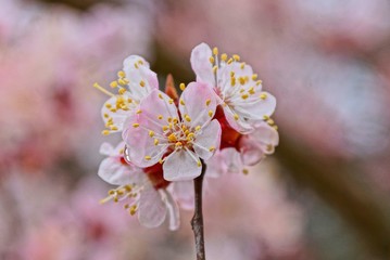 red white small flowers of apricot on a tree branch