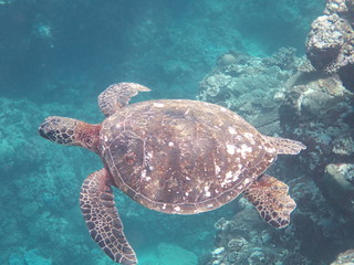 Amami Oshima, Japan - April 7, 2019: Sea turtle near Ayamaru Cape at Amami Oshima, Kagoshima, Japan