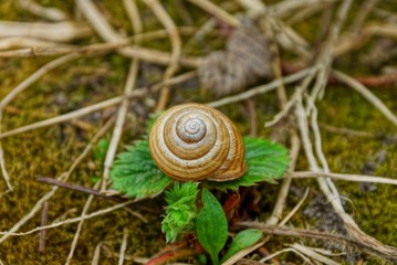 brown snail lies on the green leaves of the plant in nature