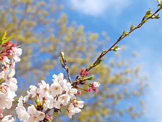 新緑と桜