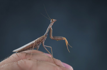 Insect hunter attacks. Mantis is a terrible monster of wildlife.