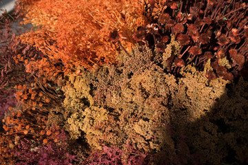 Festival de las flores Ciudad de México