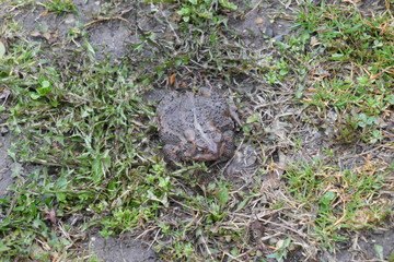 toad