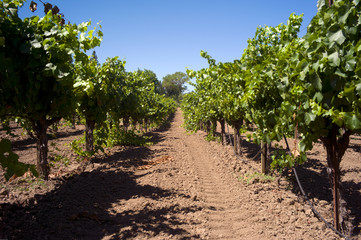 Fototapeta na wymiar rows of vines in vineyard in california