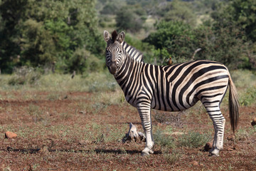 Steppenzebra / Burchell's Zebra / Equus burchellii