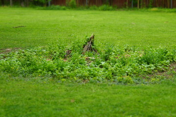 overgrown bonfire