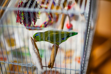 parakeet in the cage