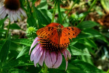 butterfly on flower