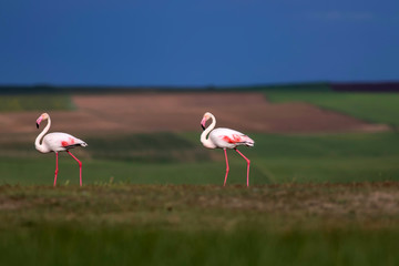 Colorful bird Flamingo. Colorful nature background. Bird: Greater Flamingo. Phoenicopterus roseus.