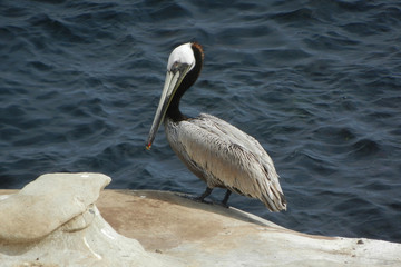 pelican on the beach
