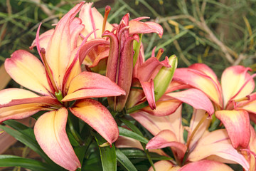 Fototapeta premium Lily of variety Lilium 'Royal Sunset'