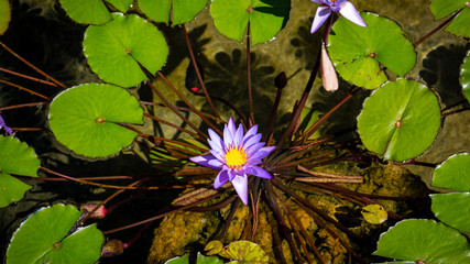 water lily in a pond