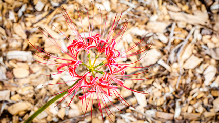 flowers on a wooden background