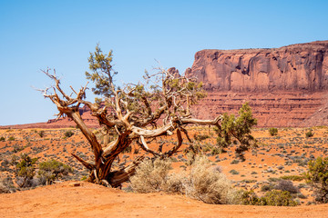 Dry rotten trees at Monument Valley in Utah - travel photography