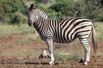 Steppenzebra / Burchell's Zebra / Equus burchellii