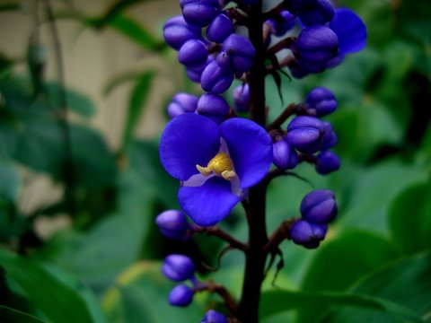 dicorisandra - dichorisandra tryrsiflora