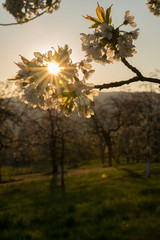 Kirschblüte im Abendlicht Kirschbaum Blüte sonne
