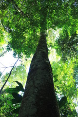 Fototapeta premium A large and thick tree stretching to large heights in the rainforest