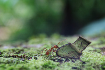 A leaf cutter ant ready to lift up a piece of a leave four times its own size