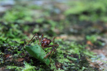 A soldier leaf cutter ant that is defending his leaf with his enormous mandibles