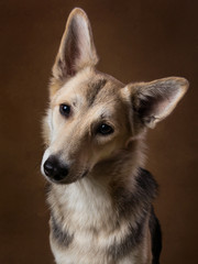 Gray and white mongrel dog sitting in studio on brown blackground and looking at camera