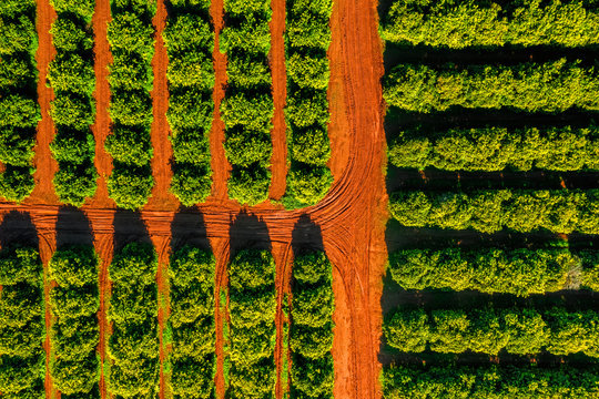 Aerial View Of Orange Grove Farm Field