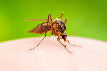 Encephalitis, Yellow Fever, Malaria Disease or Zika Virus Infected Culex Mosquito Parasite Insect Macro on Green Background