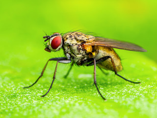 Exotic Drosophila Fruit Fly Diptera Parasite Insect on Plant Leaf