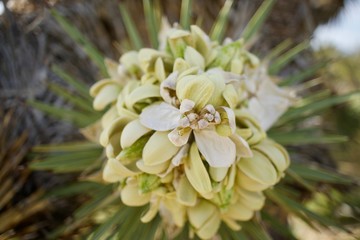 fruiting joshua tree