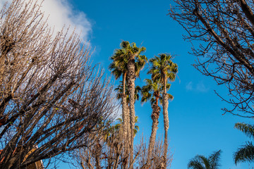 Palm trees in California - travel photography