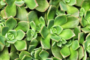 Echeveria cactus plants in the garden