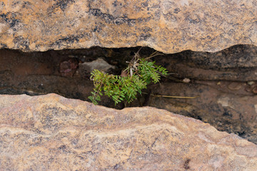 vegetación nace entre rocas