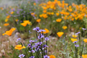 April Wildflowers in Ojai