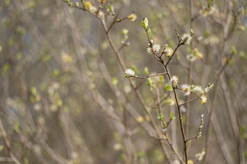 willow tree catkins, Salix caprea, flowering  during early spring in April, Scotland with mellow bokeh background.