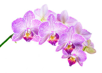 Focus Stcked Image of Purple and White Orchids Isolated on White