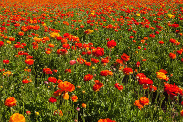 Fototapeta premium the flower fields at crlsbad