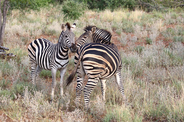 Fototapeta na wymiar Steppenzebra / Burchell's Zebra / Equus burchellii