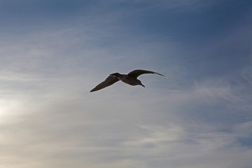 a seagull flying overhead