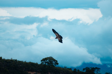 cóndor de los andes