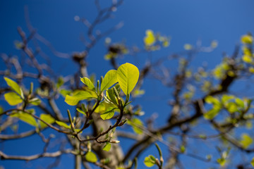 Folhas de Primavera