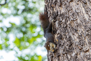 The garden squirrel.