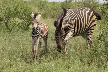 Steppenzebra / Burchell's Zebra / Equus burchellii...