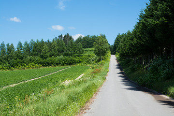 Fototapeta na wymiar 夏の青空と真っ直ぐな農村の道
