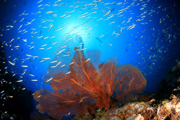 Fototapeta na wymiar Underwater coral reef and fish in Indian Ocean 