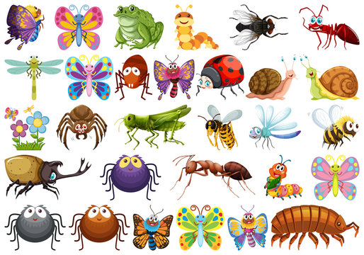 Set of insect character